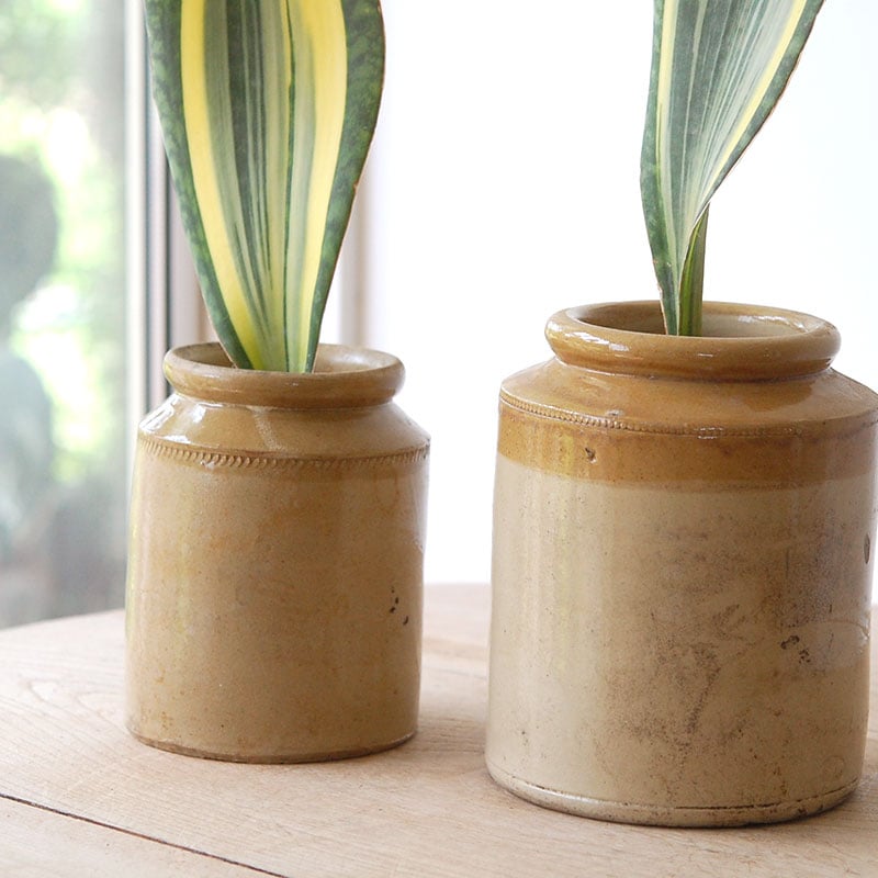 Sansevieria マッソニアーナ錦 x antique pot