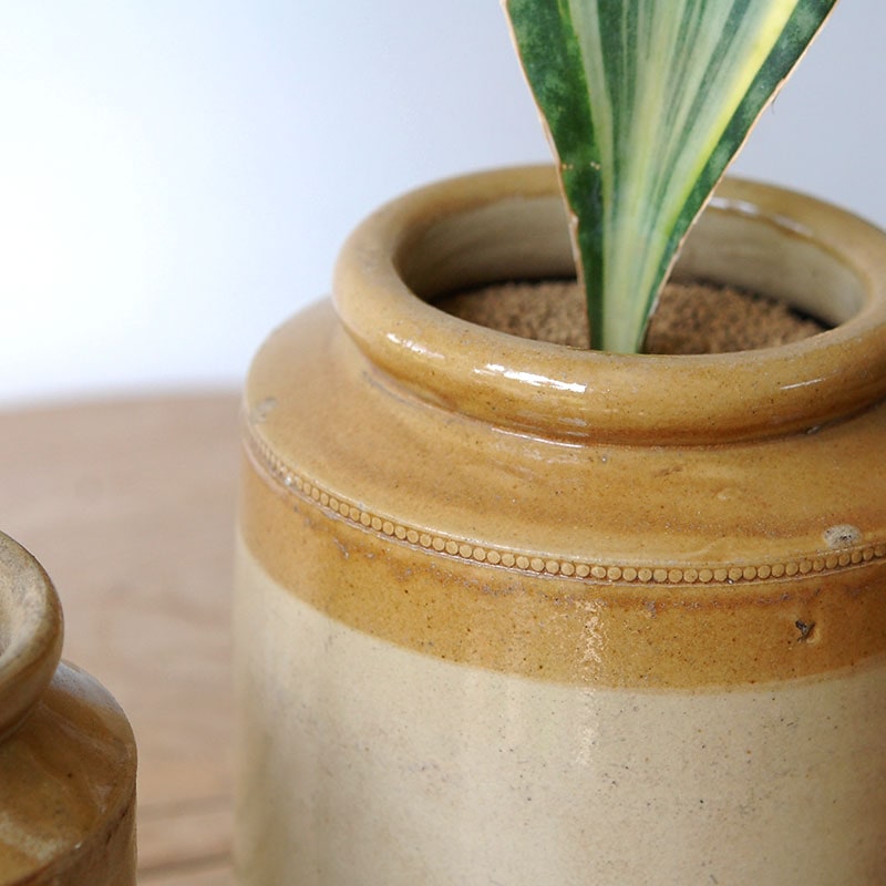 Sansevieria マッソニアーナ錦 x antique pot