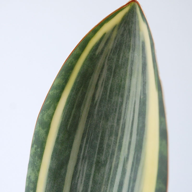 Sansevieria マッソニアーナ錦 x antique pot