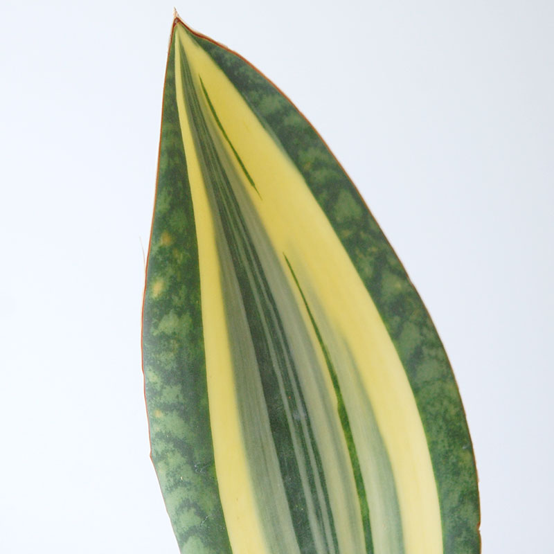 Sansevieria マッソニアーナ錦 x antique pot