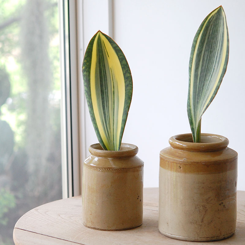 Sansevieria マッソニアーナ錦 x antique pot