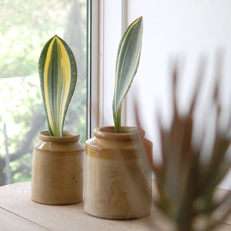 Sansevieria マッソニアーナ錦 x antique pot