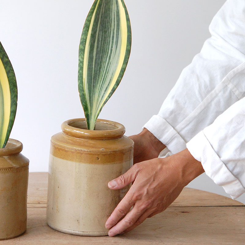 Sansevieria マッソニアーナ錦 x antique pot