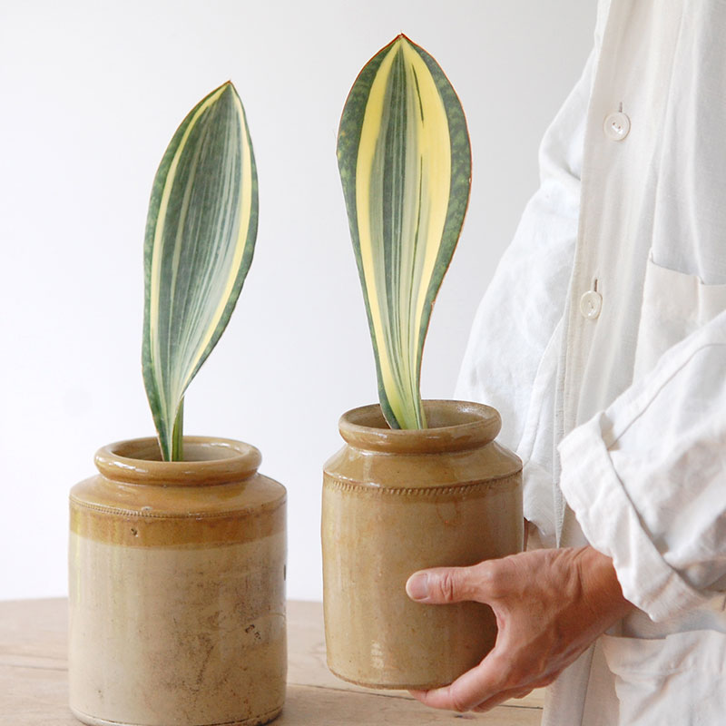 Sansevieria マッソニアーナ錦 x antique pot
