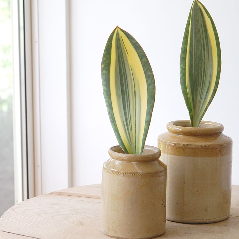 Sansevieria マッソニアーナ錦 x antique pot