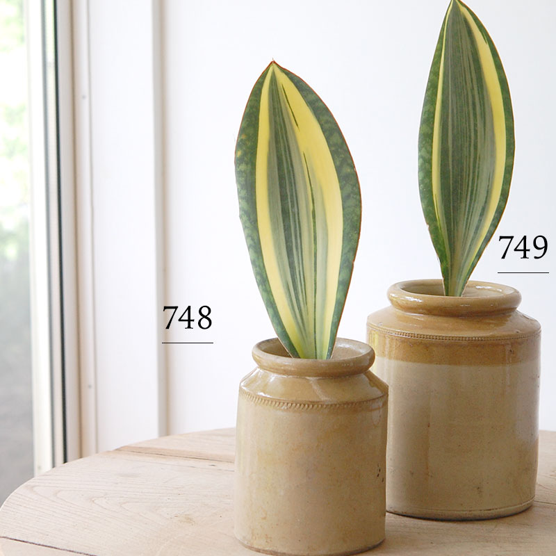 Sansevieria マッソニアーナ錦 x antique pot