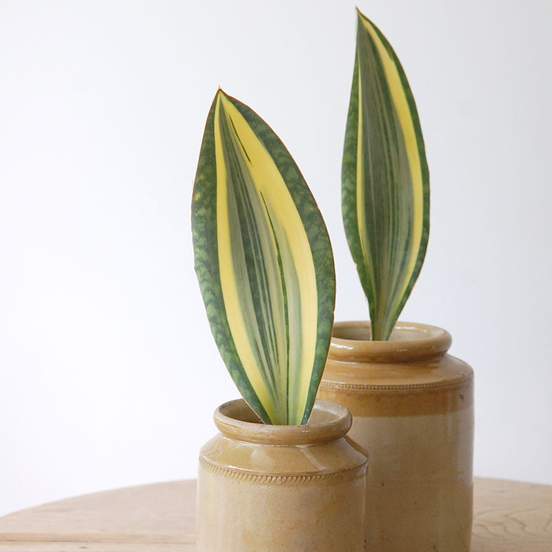 Sansevieria マッソニアーナ錦 x antique pot