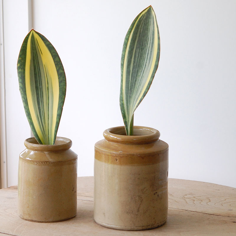 Sansevieria マッソニアーナ錦 x antique pot