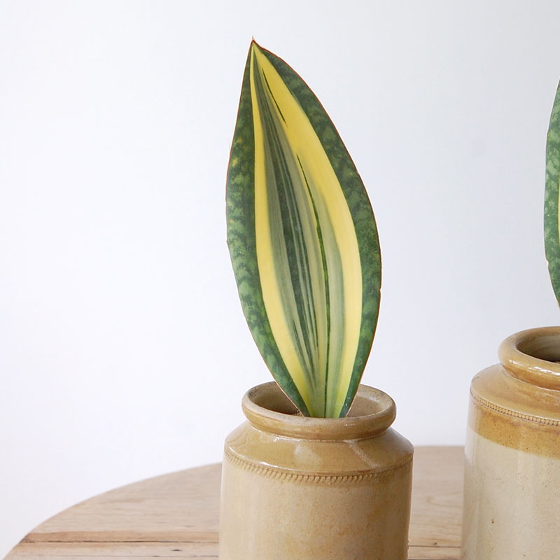 Sansevieria マッソニアーナ錦 x antique pot
