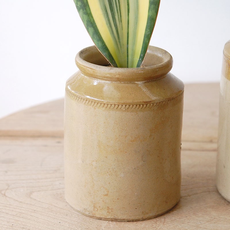 Sansevieria マッソニアーナ錦 x antique pot