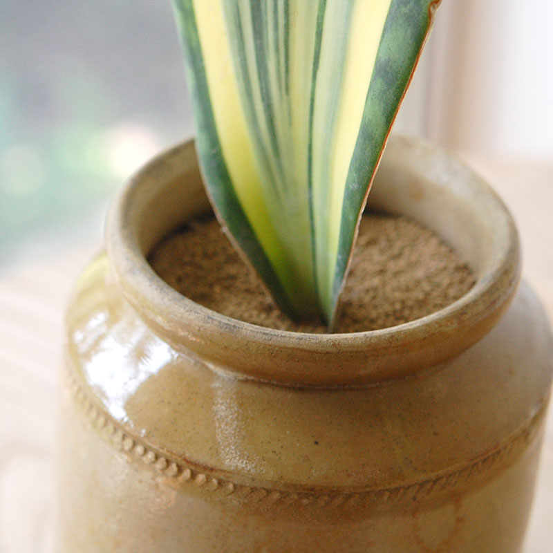 Sansevieria マッソニアーナ錦 x antique pot