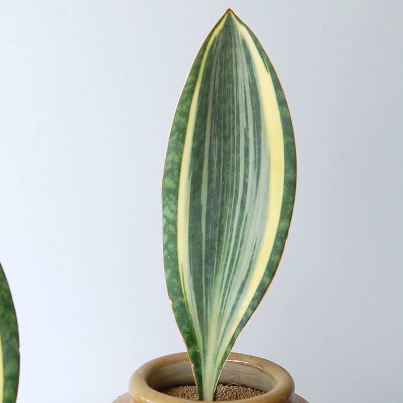 Sansevieria マッソニアーナ錦 x antique pot