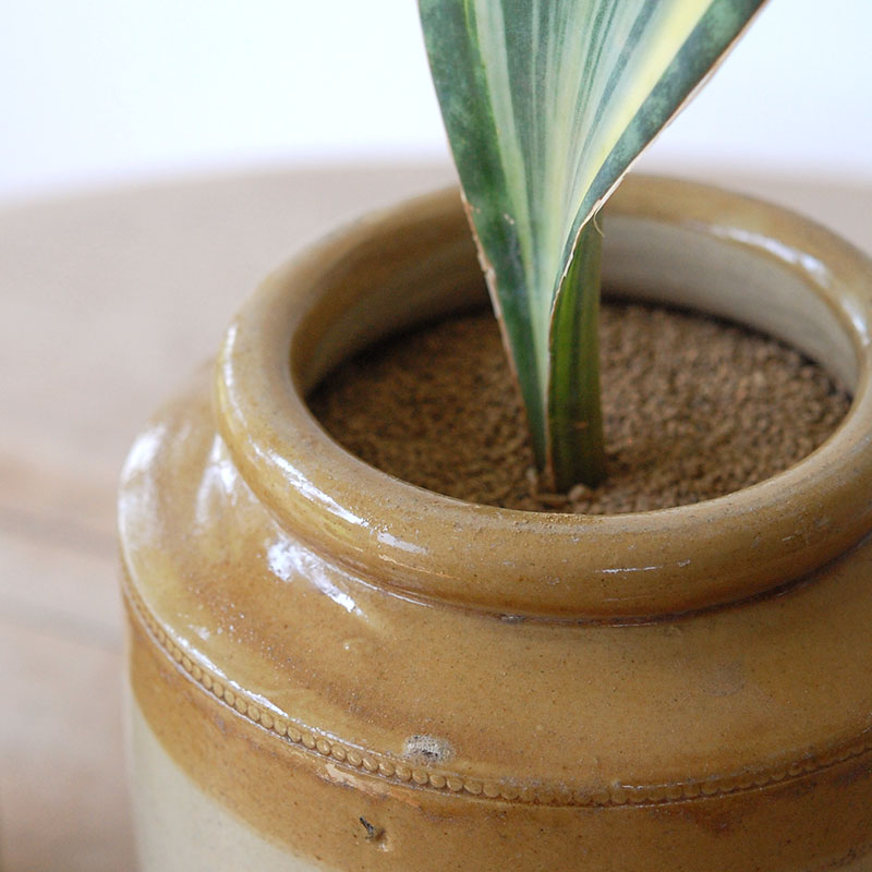 Sansevieria マッソニアーナ錦 x antique pot