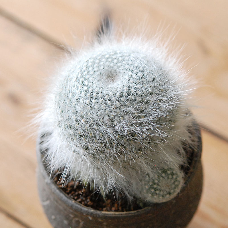Mammillaria 玉翁殿 x 荻野善史さんの器