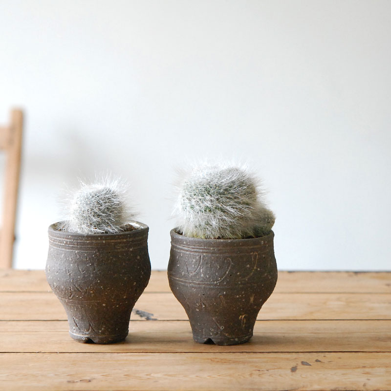 Mammillaria 玉翁殿 x 荻野善史さんの器