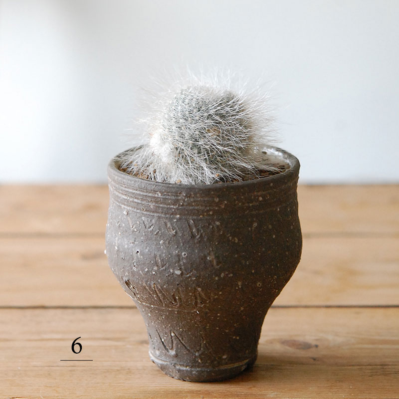 Mammillaria 玉翁殿 x 荻野善史さんの器