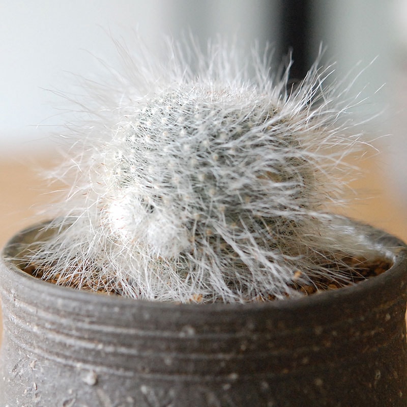 Mammillaria 玉翁殿 x 荻野善史さんの器