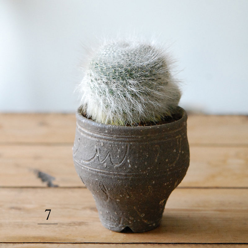 Mammillaria 玉翁殿 x 荻野善史さんの器