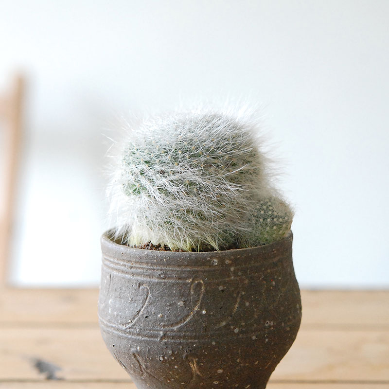 Mammillaria 玉翁殿 x 荻野善史さんの器