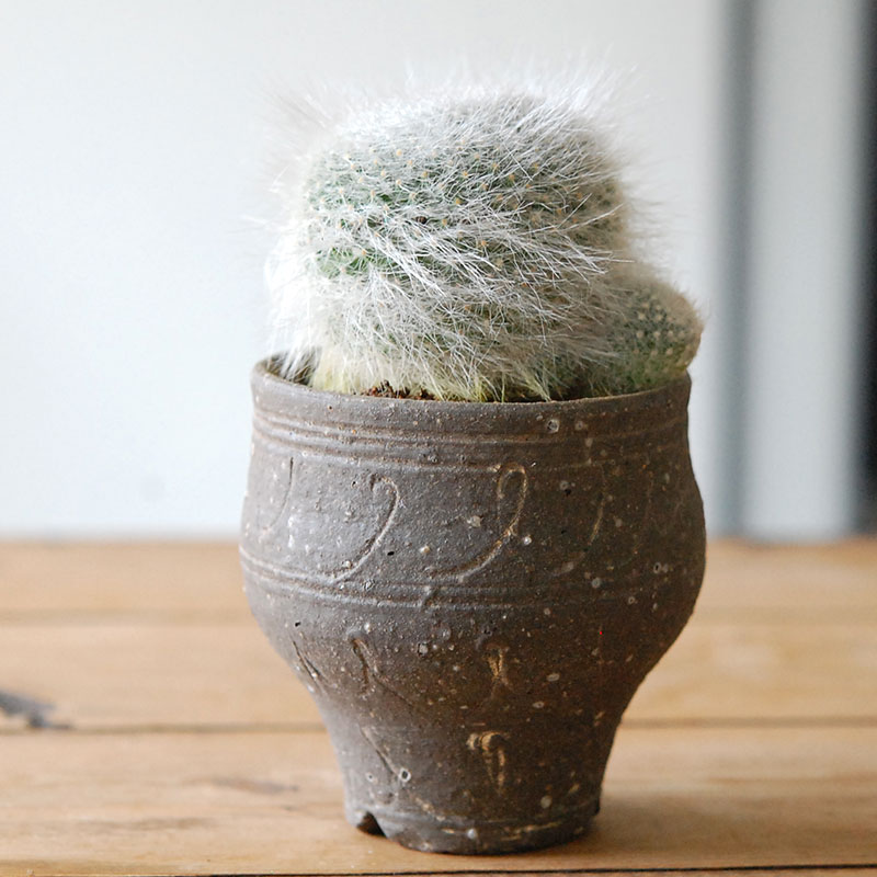 Mammillaria 玉翁殿 x 荻野善史さんの器