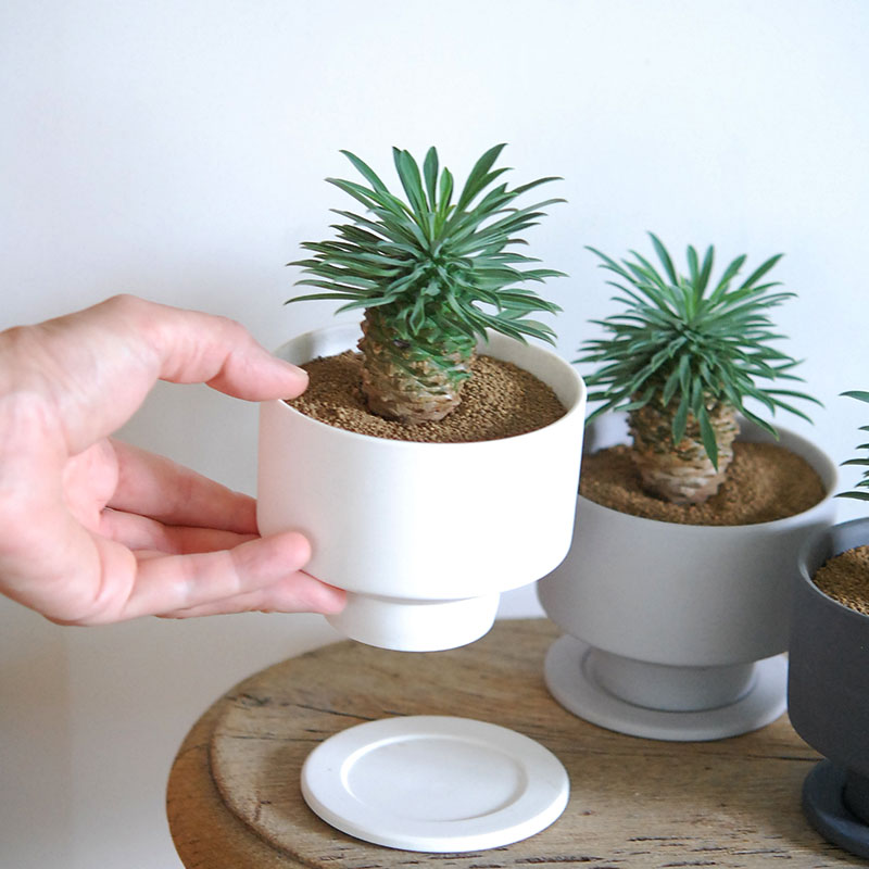 Euphorbia 蘇鉄麒麟 x マットポット