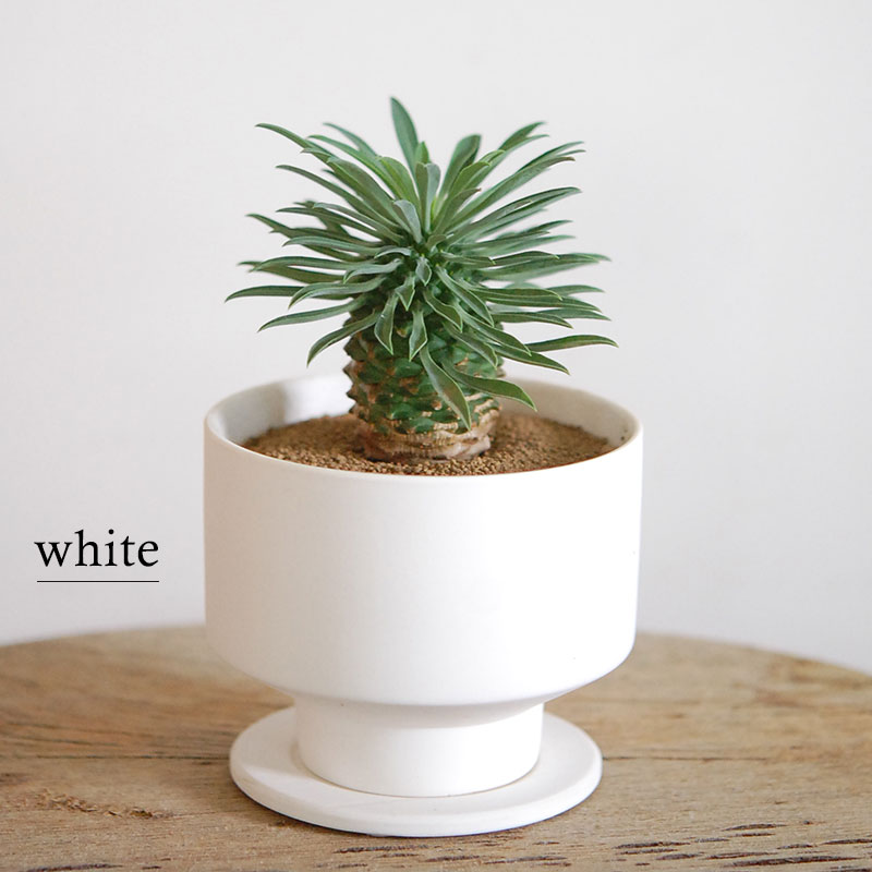 Euphorbia 蘇鉄麒麟 x マットポット