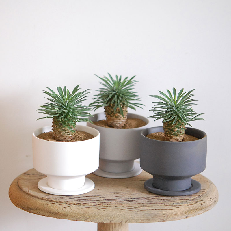 Euphorbia 蘇鉄麒麟 x マットポット