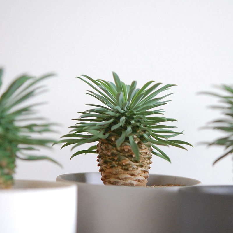 Euphorbia 蘇鉄麒麟 x マットポット