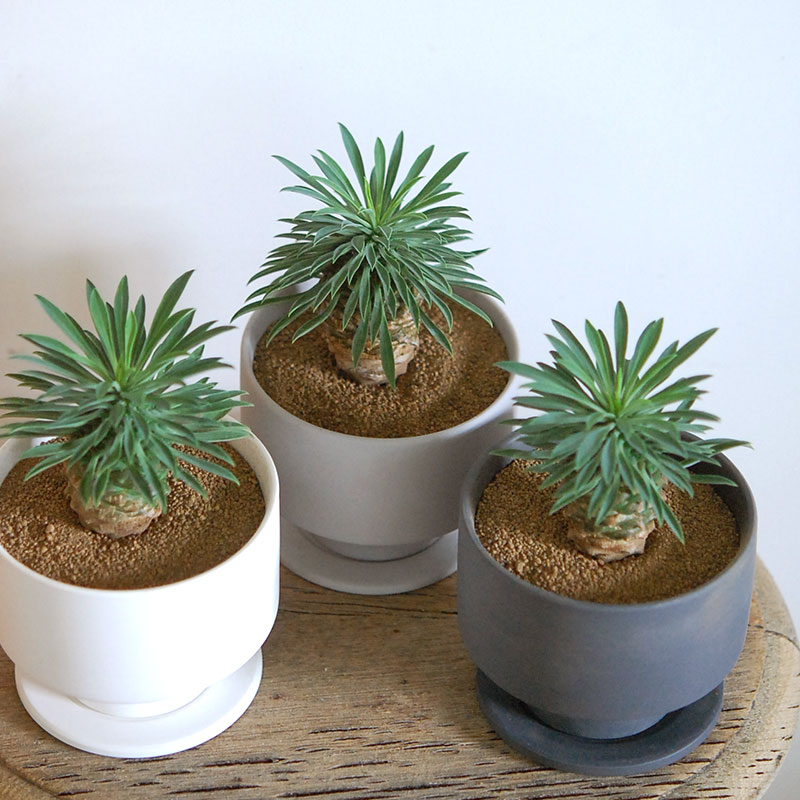 Euphorbia 蘇鉄麒麟 x マットポット | 多肉植物の専門店 solxsol