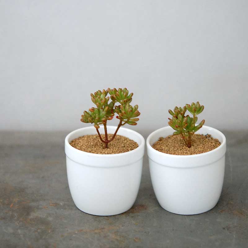 新入荷 超レア新品種 アエオニウム ロイヤルピーコック錦 法師錦 (大品