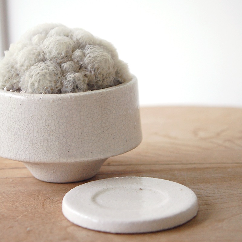 Mammillaria 白星 x pot