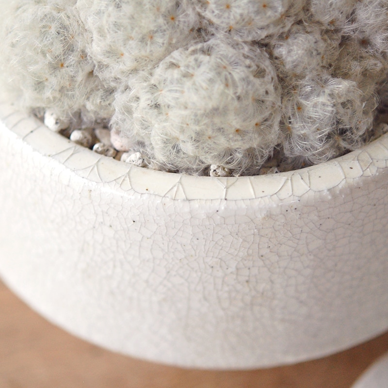 Mammillaria 白星 x pot