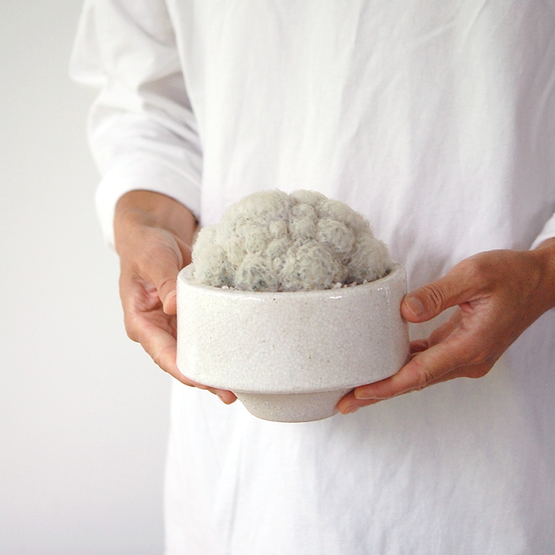 Mammillaria 白星 x pot