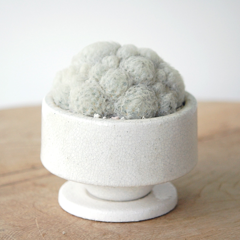 Mammillaria 白星 x pot