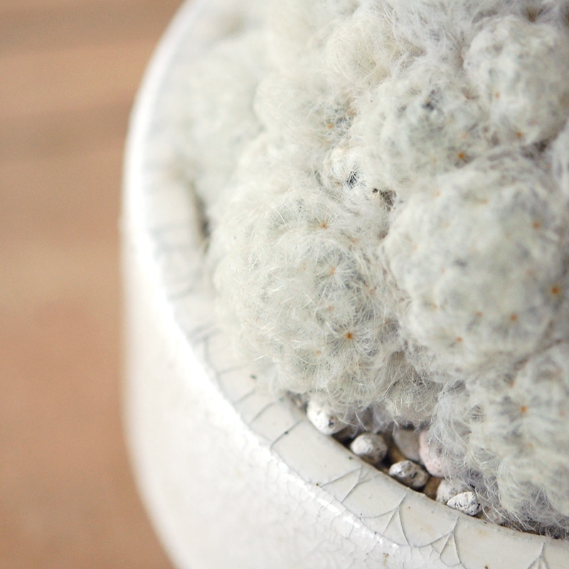 Mammillaria 白星 x pot
