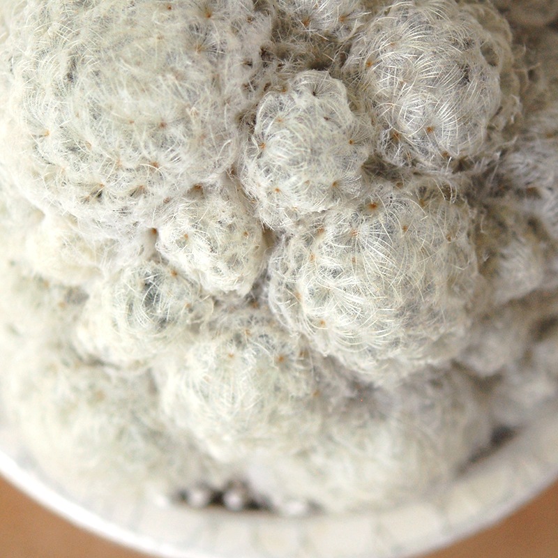 Mammillaria 白星 x pot