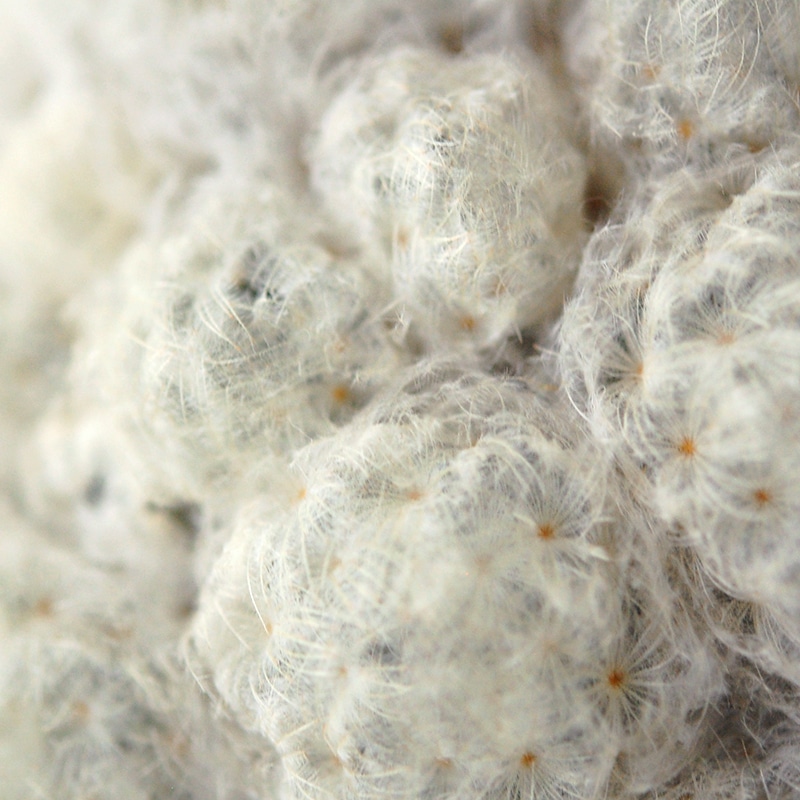 Mammillaria 白星 x pot