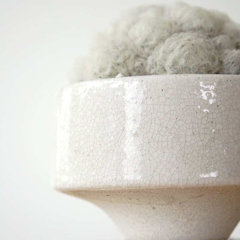 Mammillaria 白星 x pot