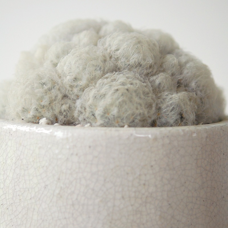 Mammillaria 白星 x pot