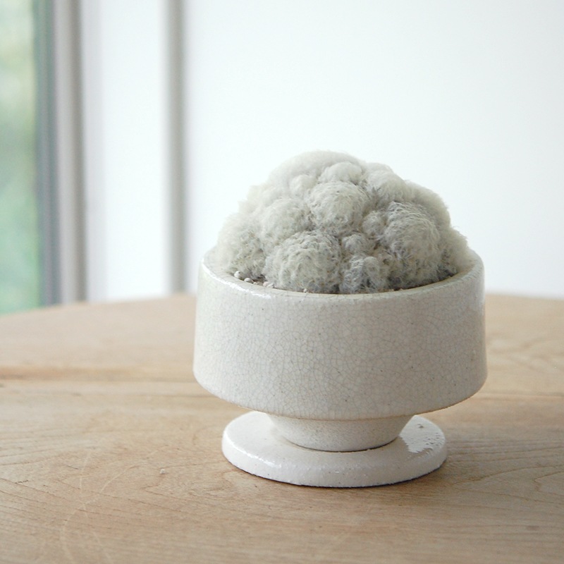 Mammillaria 白星 x pot