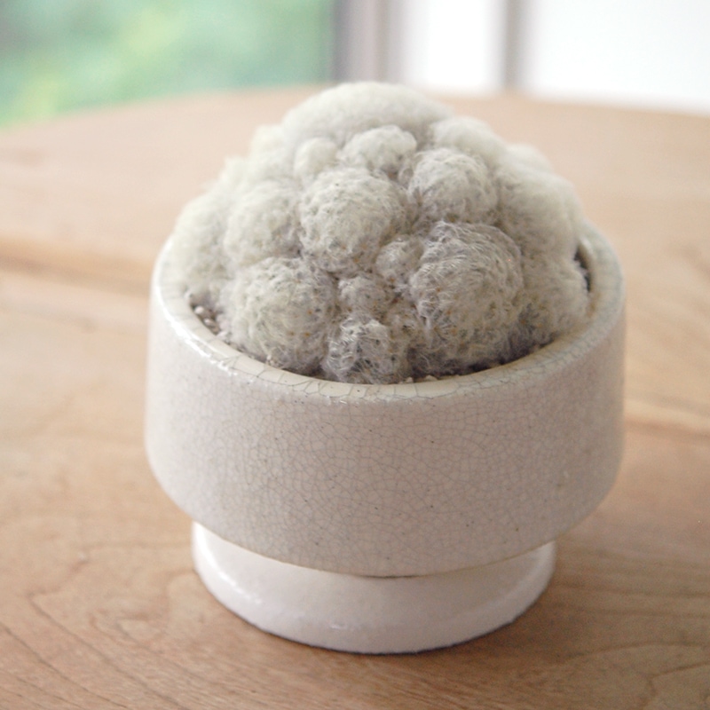 Mammillaria 白星 x pot