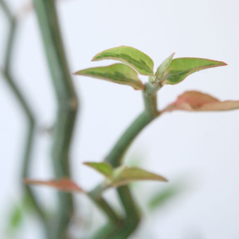 Euphorbia ペディオランタス x pot