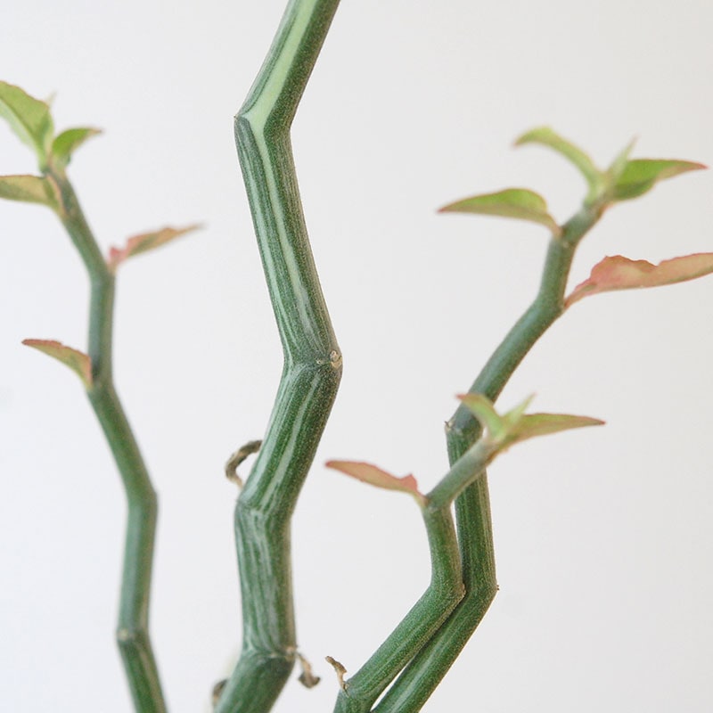 Euphorbia ペディオランタス x pot