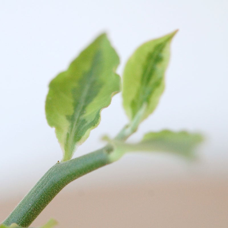 Euphorbia ペディオランタス x pot