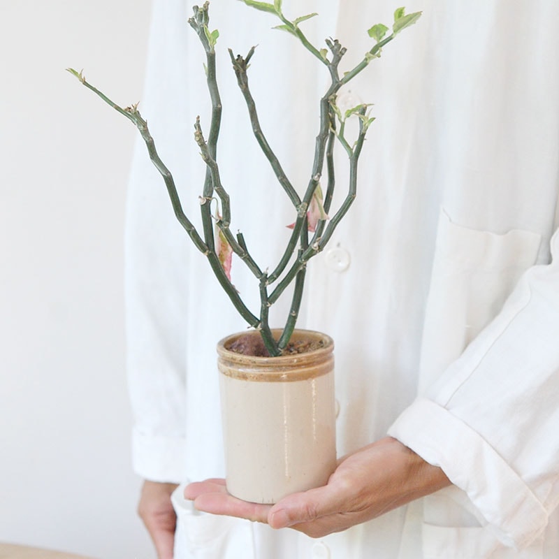 Euphorbia ペディオランタス x pot