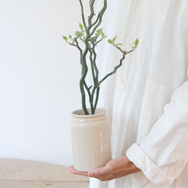 Euphorbia ペディオランタス x pot