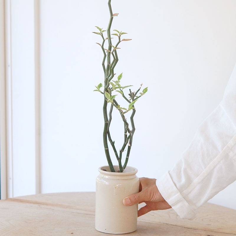 Euphorbia ペディオランタス x pot