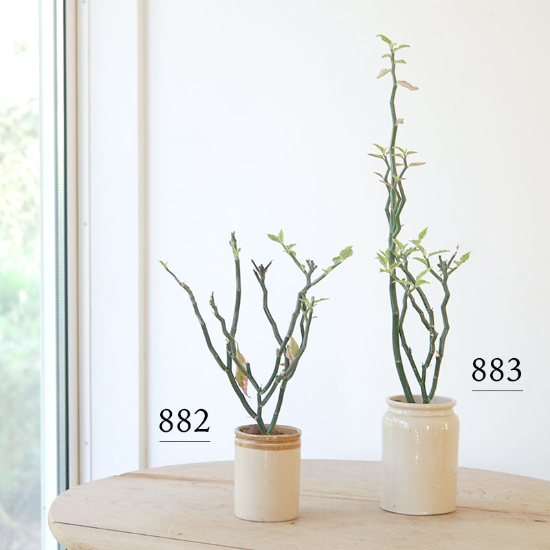 Euphorbia ペディオランタス x pot