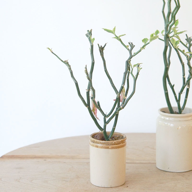 Euphorbia ペディオランタス x pot