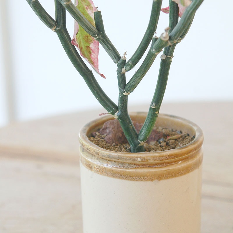 Euphorbia ペディオランタス x pot